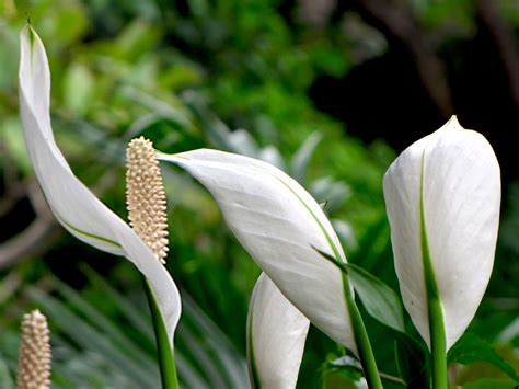 白鹤芋风水|白鹤芋：“一帆风顺”吉祥花的生长习性与养护